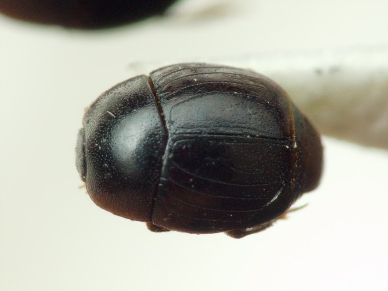 Histeridae Gyllenhal, 1808